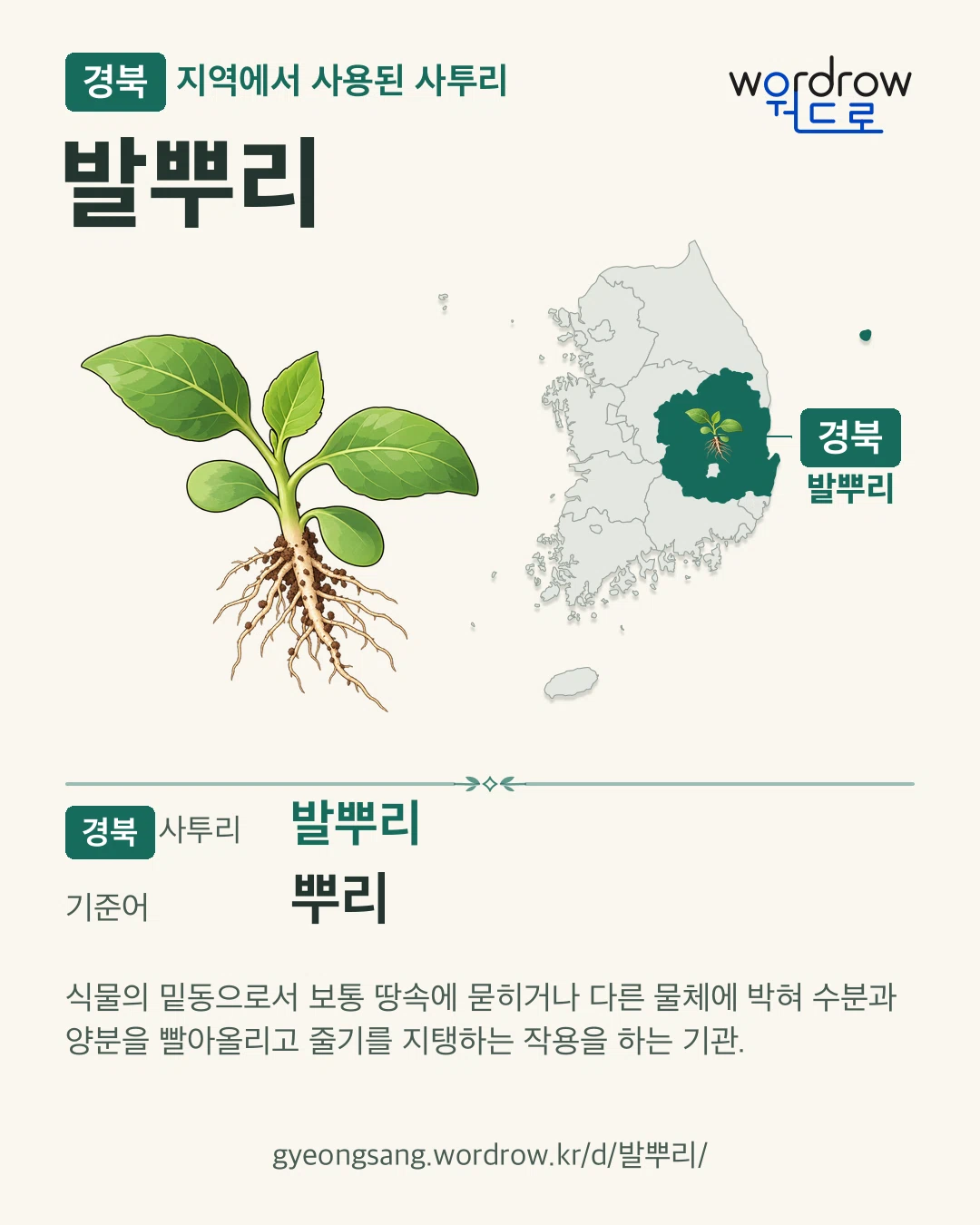 경북 지역에서 사용된 사투리 ‘발뿌리’. 기준어: 뿌리. 기록 지역을 표시한 카툰 삽화와 지도 카드.