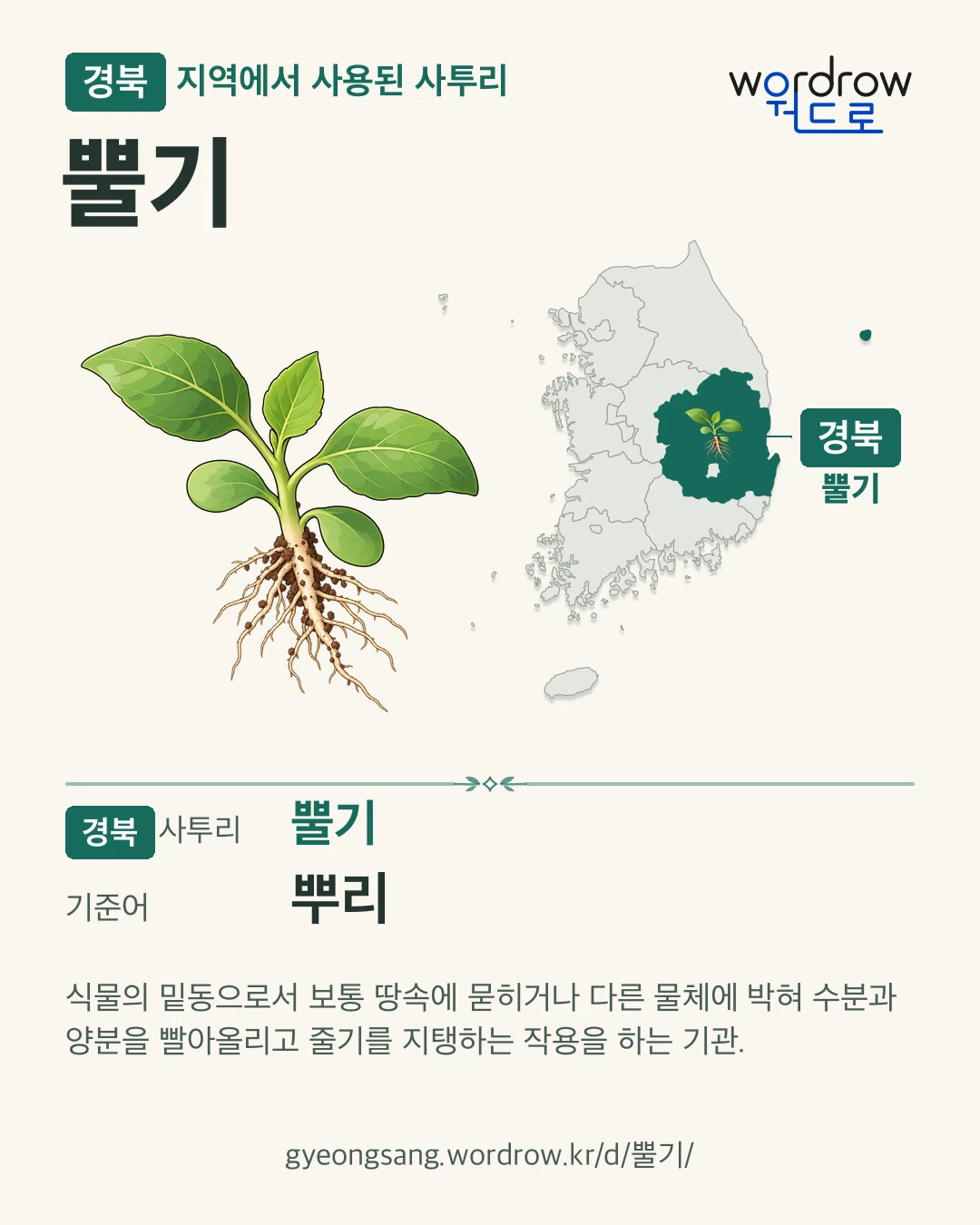 경북 지역에서 사용된 사투리 ‘뿔기’. 기준어: 뿌리. 기록 지역을 표시한 카툰 삽화와 지도 카드.