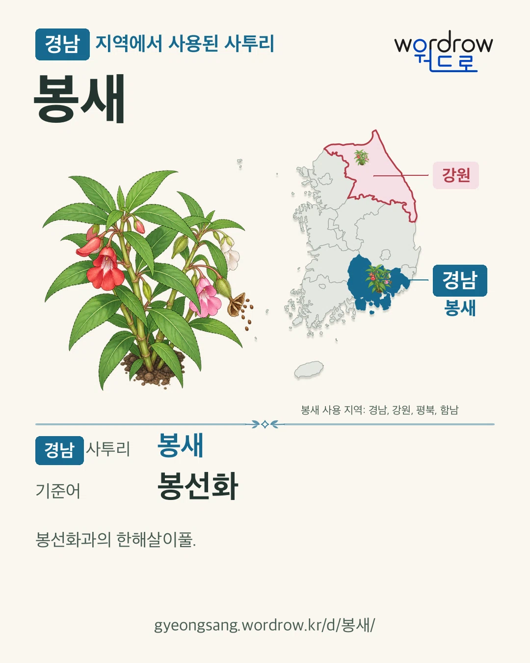 경남 지역에서 사용된 사투리 ‘봉새’. 기준어: 봉선화. 기록 지역을 표시한 카툰 삽화와 지도 카드.