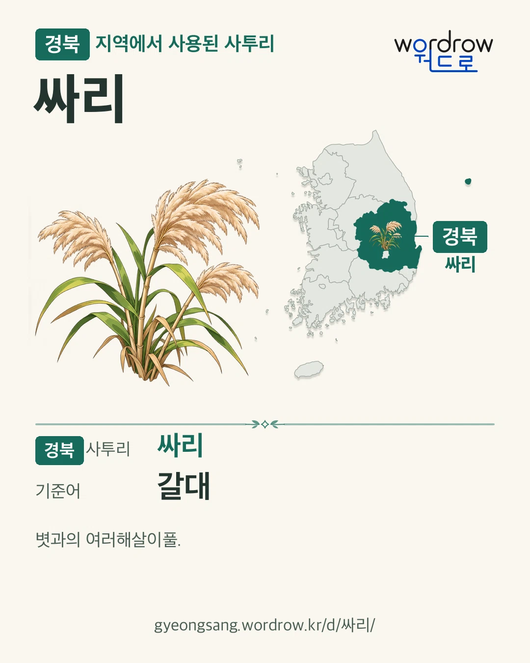 경북 지역에서 사용된 사투리 ‘싸리’. 기준어: 갈대. 기록 지역을 표시한 카툰 삽화와 지도 카드.