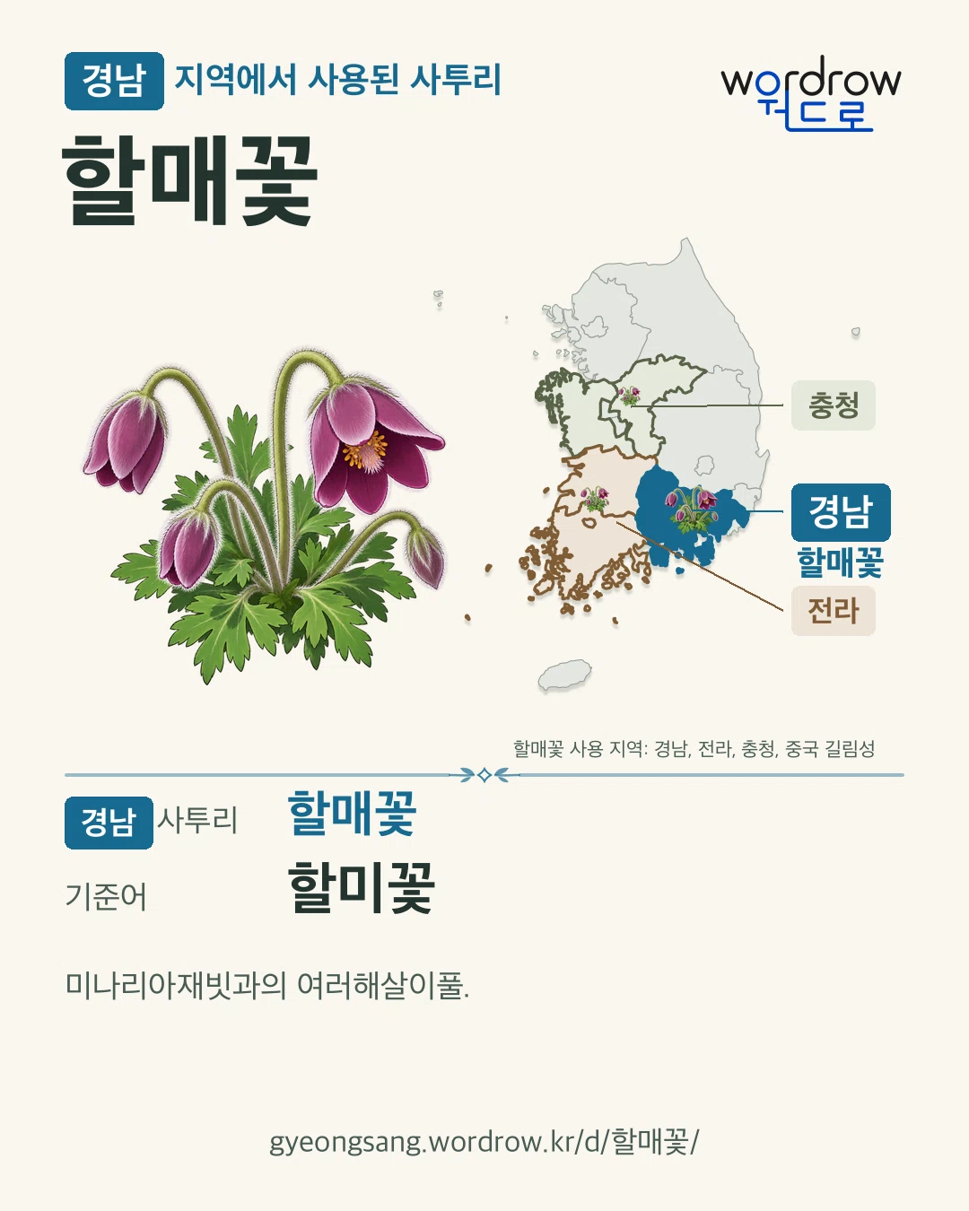 경남 지역에서 사용된 사투리 ‘할매꽃’. 기준어: 할미꽃. 기록 지역을 표시한 카툰 삽화와 지도 카드.