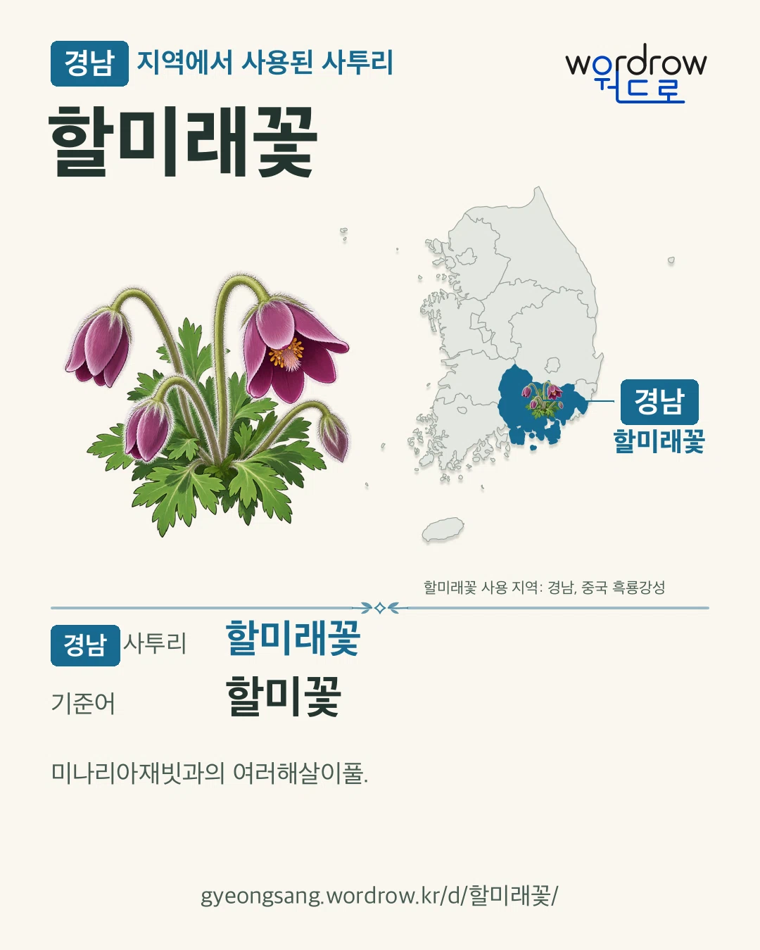 경남 지역에서 사용된 사투리 ‘할미래꽃’. 기준어: 할미꽃. 기록 지역을 표시한 카툰 삽화와 지도 카드.